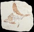 Fossil Coccodus (Crusher Fish) - Hgula Lebanon #9477-1